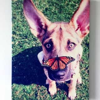 Dog Image Printed on Canvas