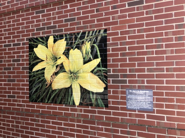 Wall Graphics, Murals, & Custom Wallpaper