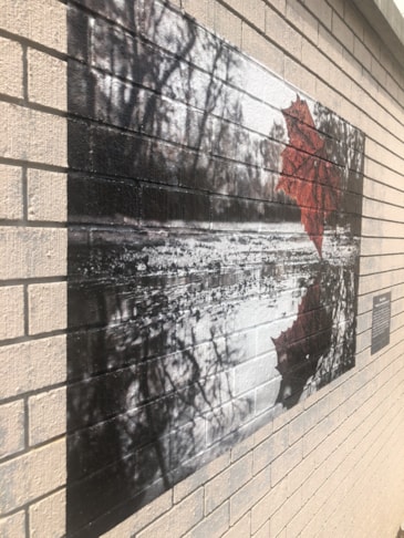 Wall Graphics, Murals, & Custom Wallpaper